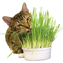 HERBES FRAICHES POUR CHAT - HERBARIGA - RIGA